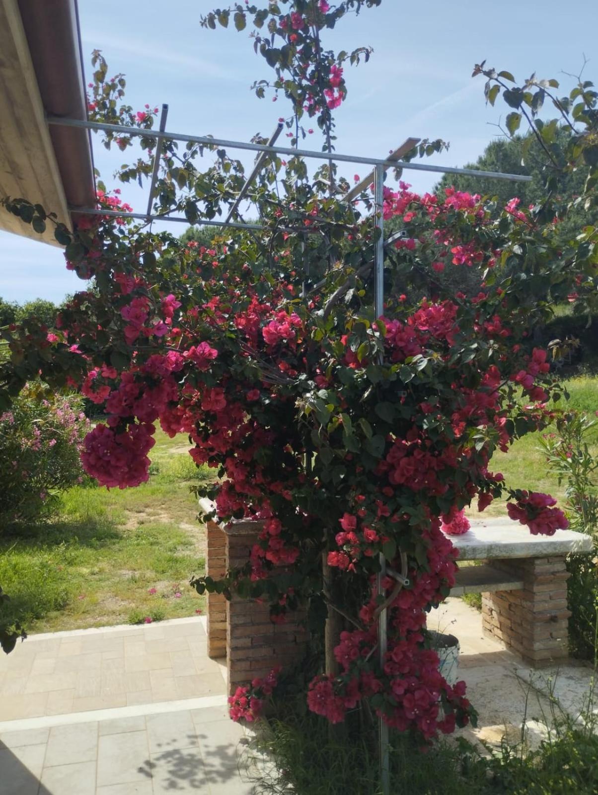 Appartamenti Mirella Capoliveri  Buitenkant foto